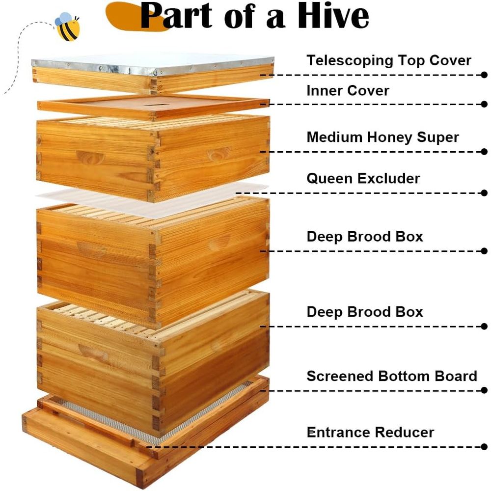 Kit de ruche 10 cadres avec fo - Beehive Frame Wax avis et prix